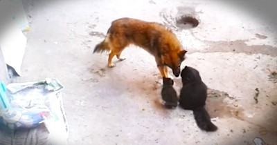 Mom Cat Takes Kittens To Meet Dog Friend