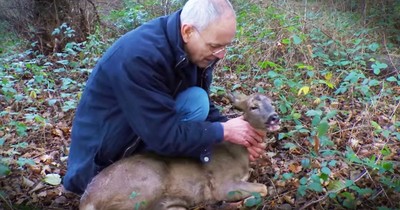 Injured Deer Is Rescued After Getting Hit By A Car