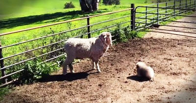 Pekingese Puppy Tries To Herd Sheep