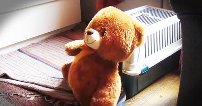 Little Dog Struggles To Get Big Teddy Bear Into His Crate