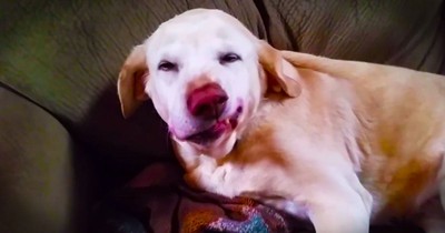 Guilty Pup Has Fun With Christmas Ornament