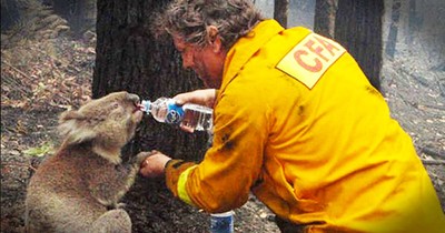 21 Acts of Kindness Towards Animals