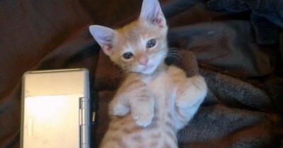 Kitten Was Rescued After Being Born In A Cactus Patch