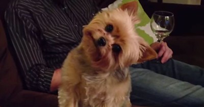 Funny Dog Is Really Curious About Thanksgiving