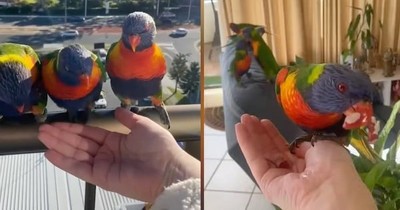 Flock Of Wild Lorikeet Birds Broke Into Couple's Home And Now They Visit Every Day