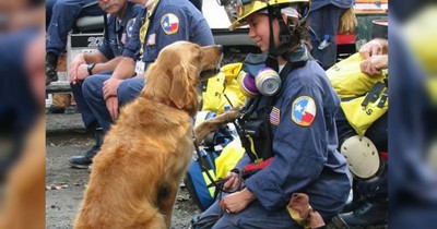 9/11 Search and Rescue Dog Honored with Adorable Pup Birthday Party