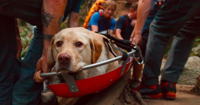 This Injured Dog Was Trapped. What These Heroes Did To Save Him -- AWESOME!
