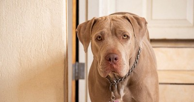 This 14-year-old Just Kissed His Mom For The Very First Time. And It's All Because Of An Abandoned Pit Bull!