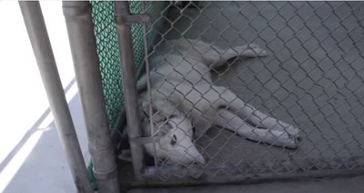 Dog Used For Lab Testing Gets A Rescue That Changes His Life