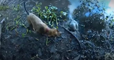 Dog Helps Save A Turtle That Was Terribly Tangled Up