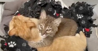 Wild Bobcat Kitten Had No One Until She Found A New Mama In This Sweet House Cat