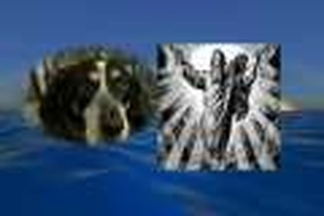 Christian Dog Gets Rich - Youth Ministry Video - by Rev David Fiorini