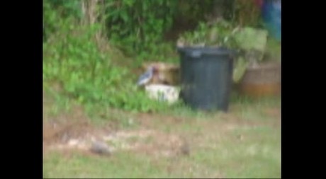 BlueJay bathing