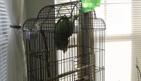 Rosa's Laughing & Talking Parrot