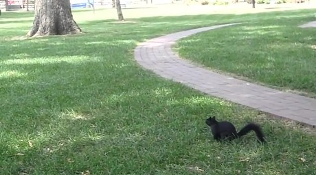 THE BLACK SQUIRREL cute funny animal