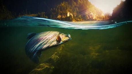Xulon Press book: Fishing with the Master | Captain Roy Lawson