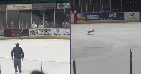 Ice Cat Runs Around Hockey Rink