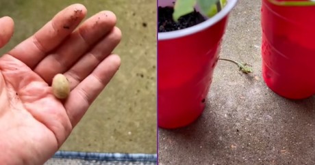 Priceless Reaction to a Lizard Hatching