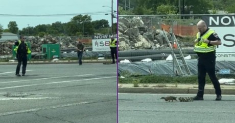 Police Escort Mama Duck and Babies Across Road
