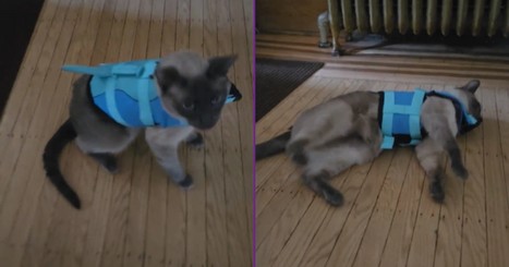 This Cat’s Hysterical Response to Its Life Jacket Is Pure Comedy Gold