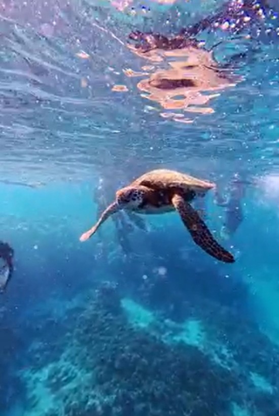 Swimming With Sea Turtles