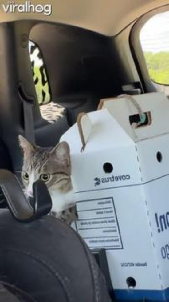 Cat Escapes Cardboard Carrier