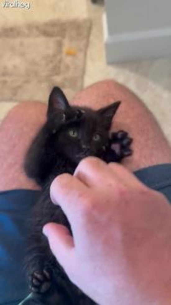 Tiny Void Kitten Plays With Hand Scritches