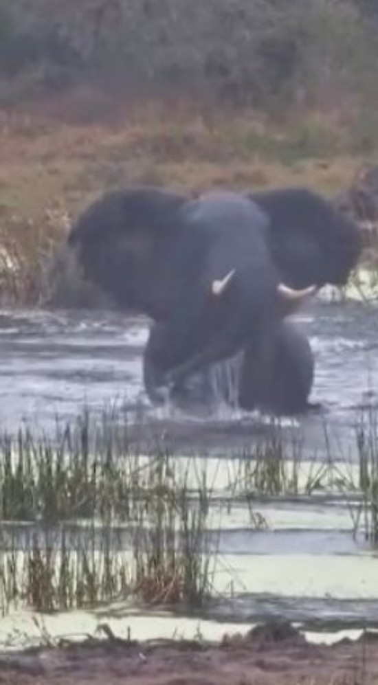 Very happy Elephant has a bath!!