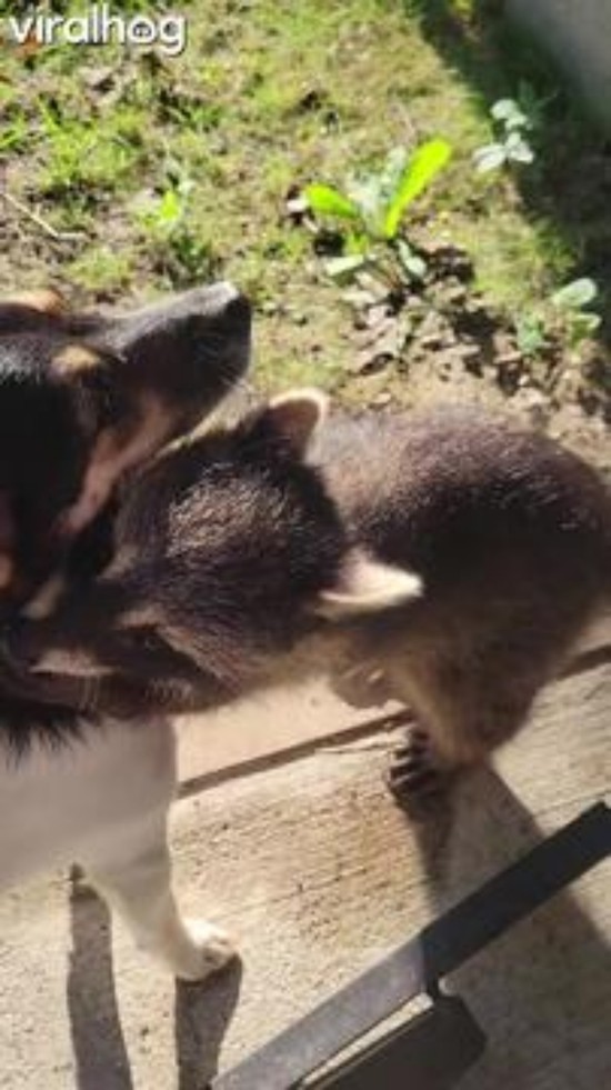 Puppy and Raccoon Are Best Friends