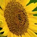 essentialnaturalremedies