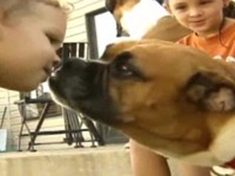 Boxer Dog Saves a Toddler from a Snake