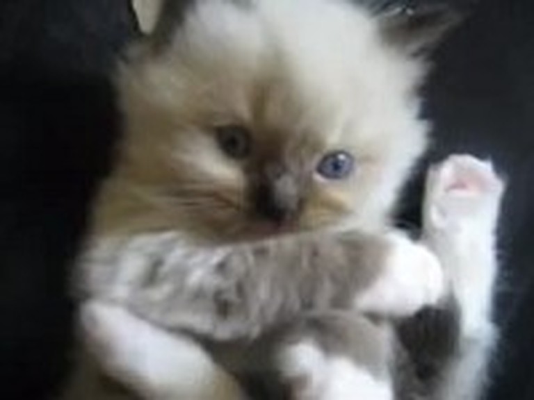 Absolutely Adorable Kitten Will Melt Your Heart