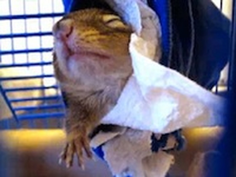 Adorable Chipmunk Wakes Up from a Midday Nap