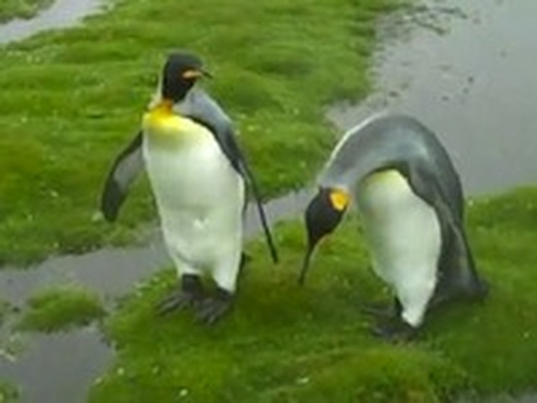 Two Penguin Friends Are Just Way Too Adorable