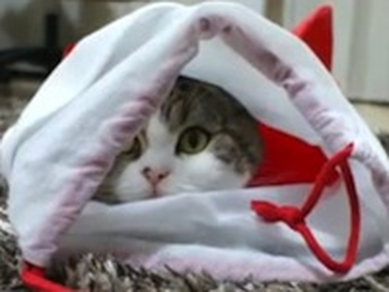 Adorable Shy Kitty Hides in a Christmas Stocking
