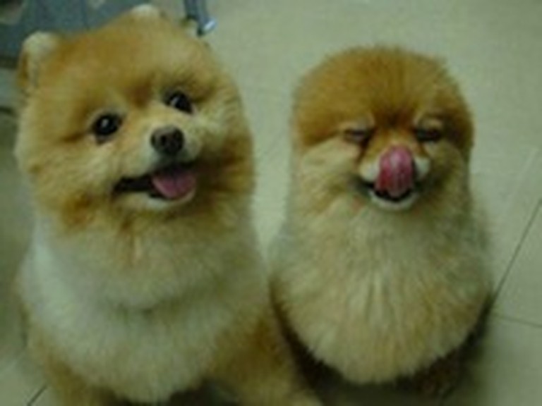 The Cutest, Fluffiest, Happiest Little Puppies Ever