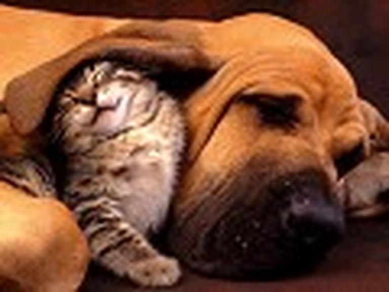 Adorable Picture of a Dog and a Kitty Together