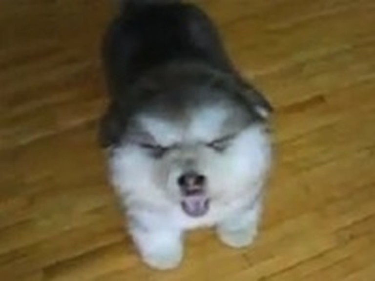 A Fluffy Puppy So Cute You Could Scream