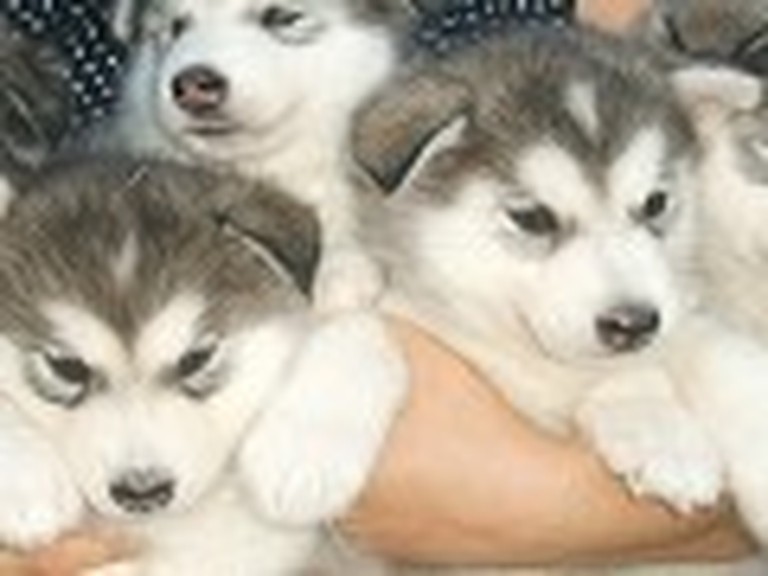 An Armful of Malamute Puppies are Cute