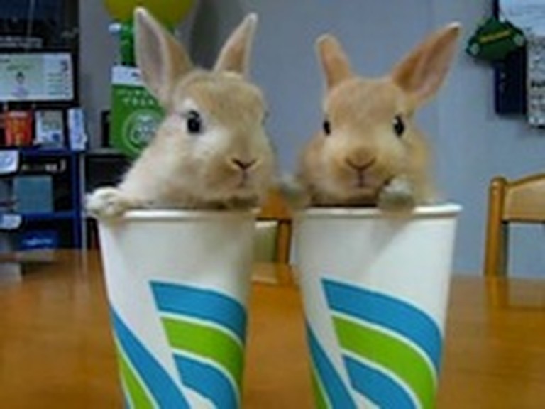 Twin Rabbits in a Cup are So Adorable