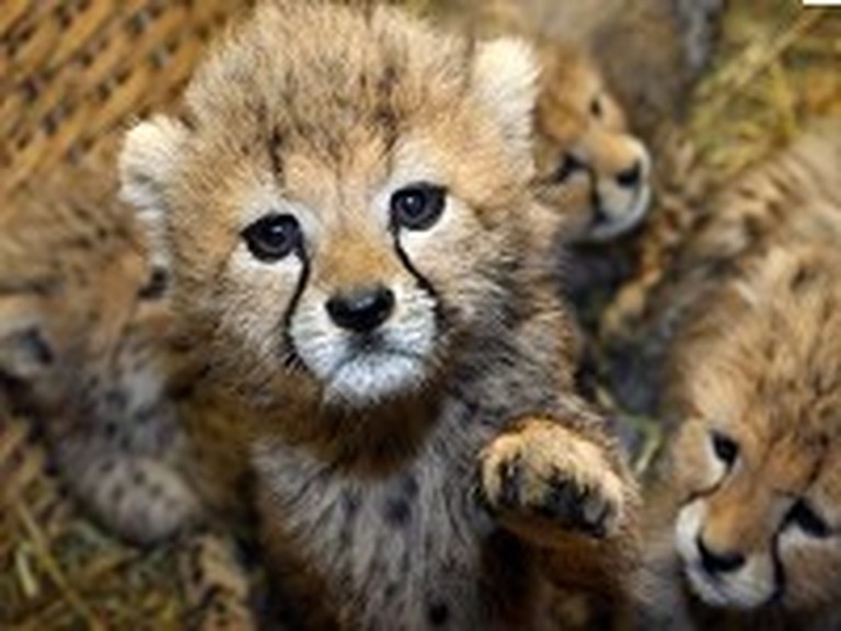 Adorable Cub in Need Gets Adopted by Another Cheetah