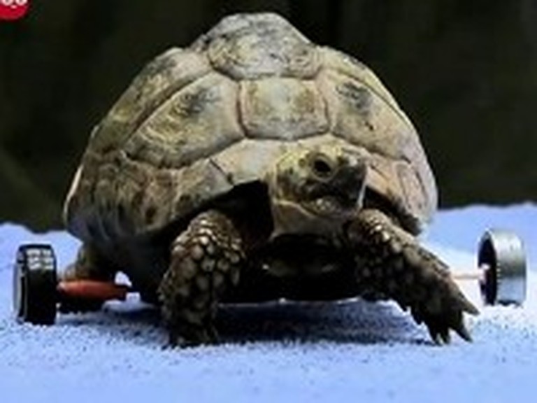 Turtle Gets a Set of Wheels After a Bad Accident