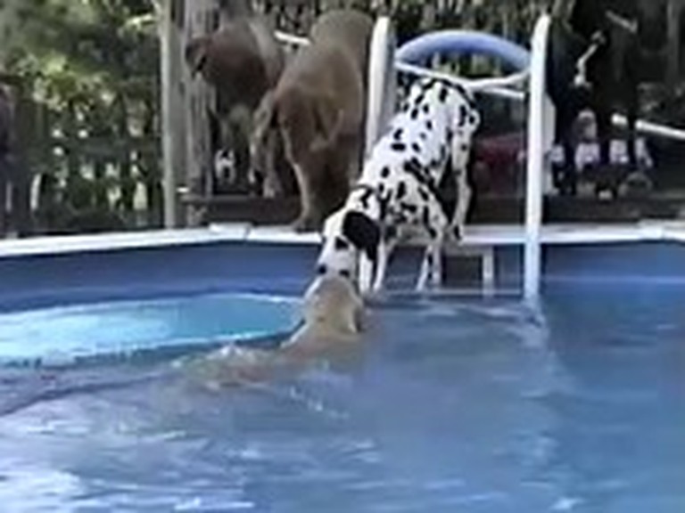 Heroic Dog Comes to the Rescue of his Friend
