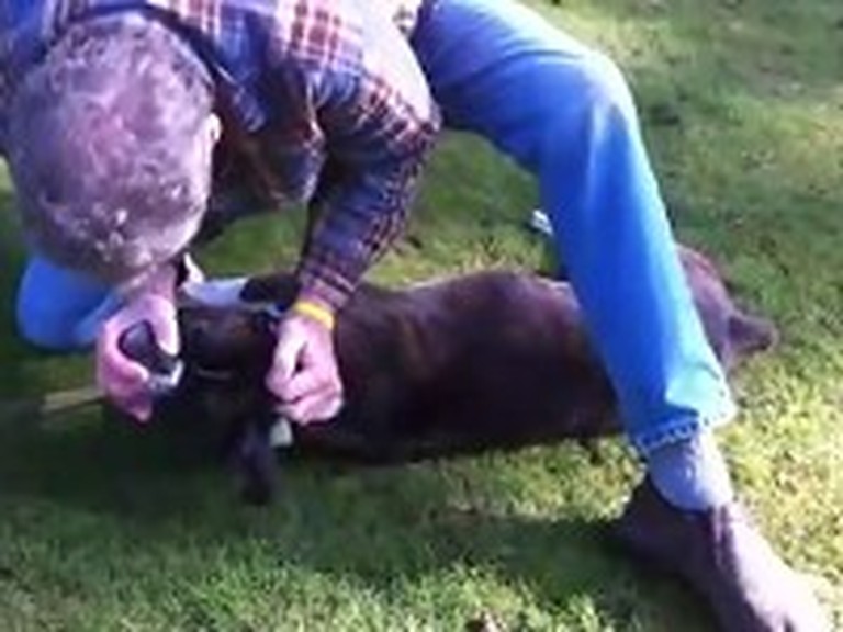 Man Saves a Dog by Giving CPR - Incredible Video