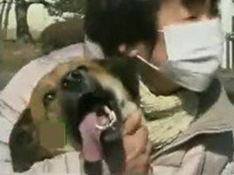 Dog Rescued from the Tsunami Reunites with Owner