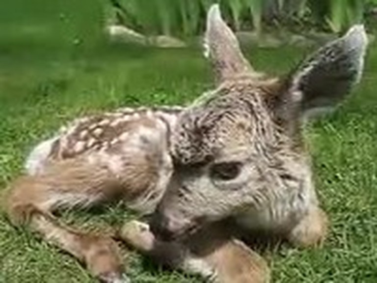 Newborn Baby Deer Gets Some Unlikely Help