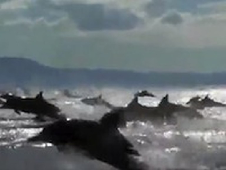 Awesome Dolphin Stampede Caught on Tape