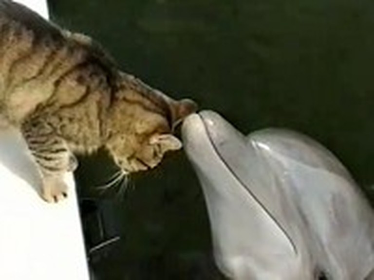 Kitty Cat and Dolphin Make Unlikely Best Friends