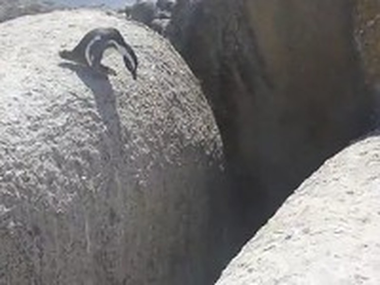Little Penguin Takes a Leap of Faith