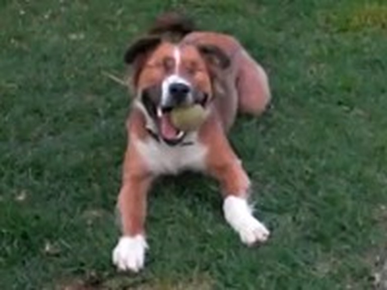 Dog Without Eyes Overcomes to Live a Happy Life